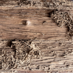 Termites in Louisville Ky, Termite Treatment, Termites